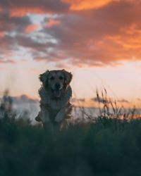 Cute dog on field during sunset