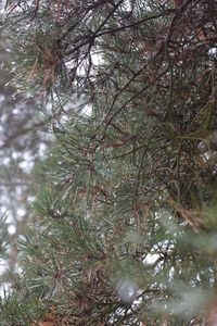 Low angle view of pine trees in forest during winter