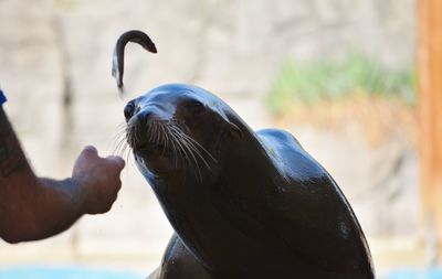 Close-up of hand and seal at zoo