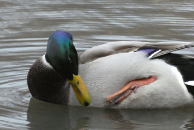 Duck swimming in lake