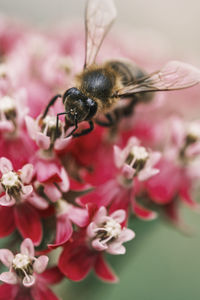 Close-up of bee pollinating on pink flower