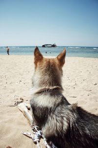 Czechoslovakian wolfdog at the beach