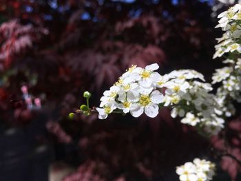 Close-up of white cherry blossoms in spring