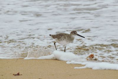 Close-up of seagull on beach