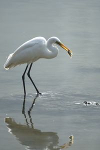Bird in a lake