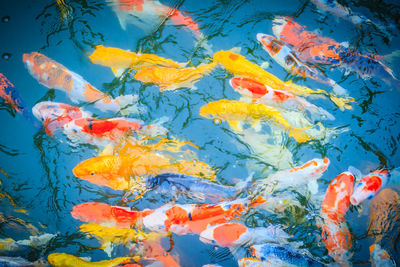 View of koi fish in sea