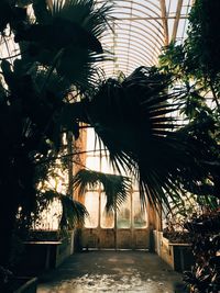 Palm trees in yard against clear sky