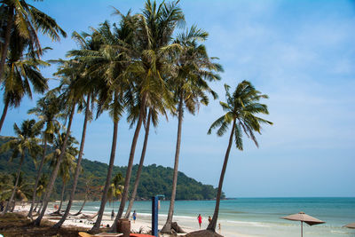 Scenic view of palm trees on beach against sky