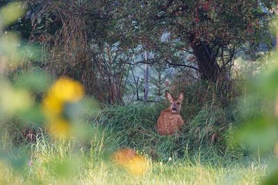 Deer on flower tree