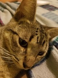 Close-up portrait of cat