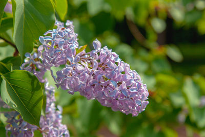 Close-up of purple flowering plant