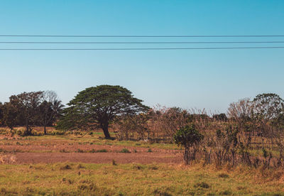 Trees on field against clear sky