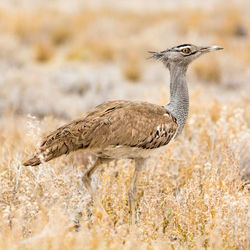 Kori bustard on grassy field