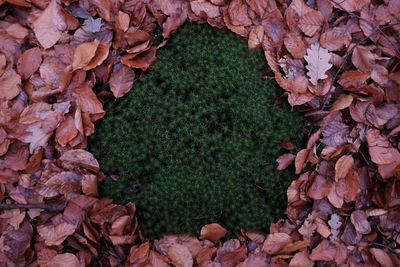 Close-up of autumn leaves fallen on stone wall