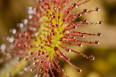 Close-up of wet plant