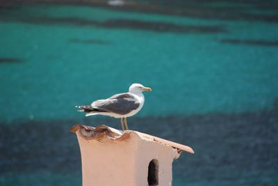 Seagull perching on a sea