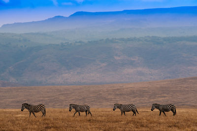 Zebras walking on grassy field by mountains