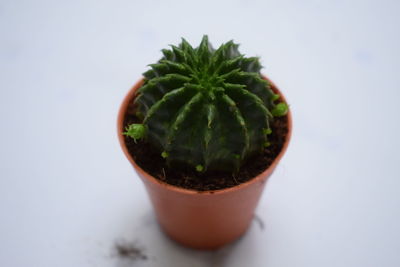 Close-up of potted plant