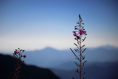 Close-up of pink flowering plant against sky