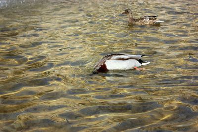 High angle view of duck in lake