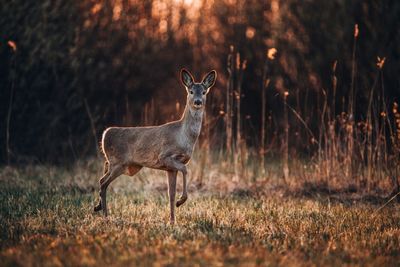 Portrait of deer standing in forest during sunset