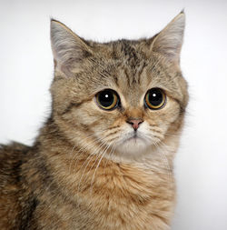 Close-up of cat against white background