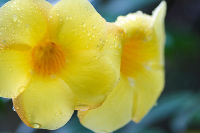 Close-up of wet yellow flower