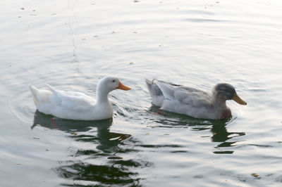 Swans swimming in lake