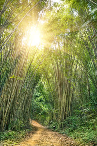 Scenic view of trees growing in forest