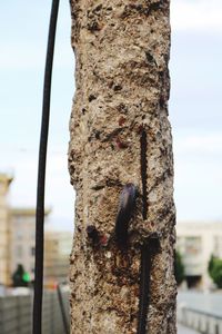 Close-up of lizard on tree trunk