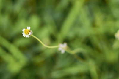 Close-up of flower blooming outdoors