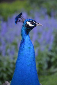 Close-up of peacock