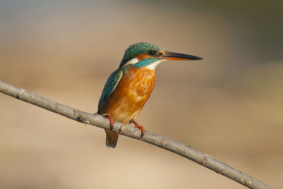 Close-up of bird perching on branch