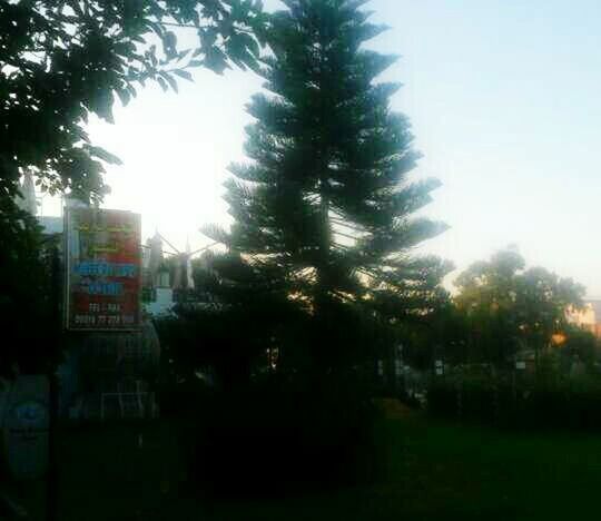 VIEW OF TREES AGAINST SKY