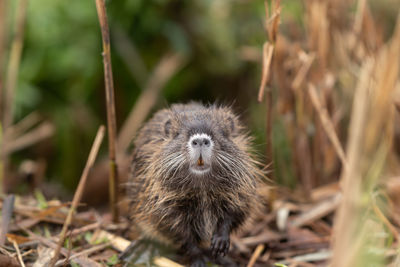 Close-up of an animal on field