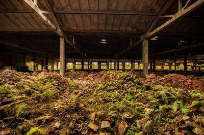 Plants in abandoned building