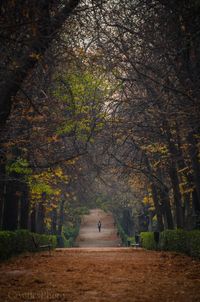 Trees in park during autumn