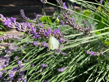 Close-up of purple lavender flowers