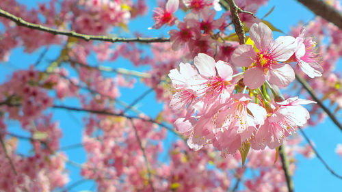 Close-up of pink cherry blossoms in spring