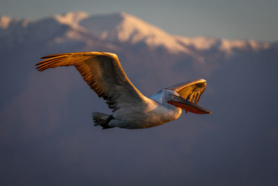 Low angle view of bird flying against sky