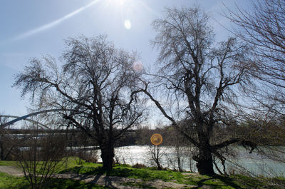 Low angle view of trees against sky