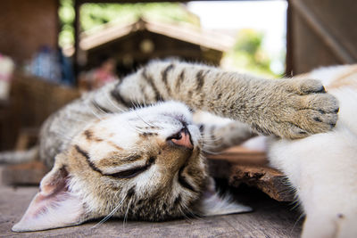 Close-up of sleeping cat