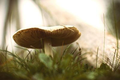 Close-up of mushroom growing on field