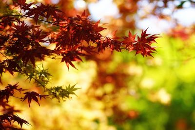 Close-up of maple tree during autumn