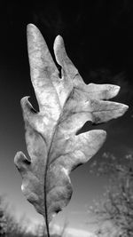 Close-up of plant