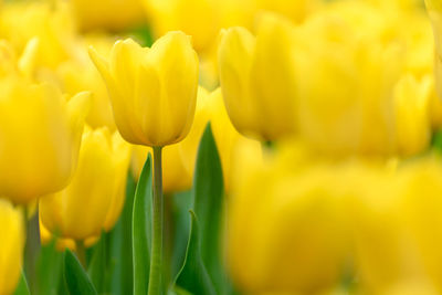 Close-up of yellow tulips on field