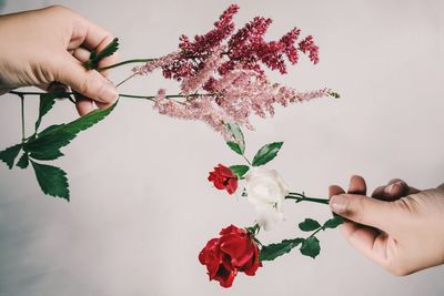 Midsection of person holding red flowering plant