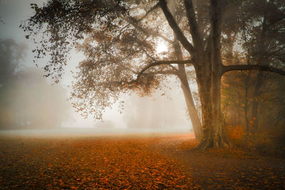 Trees on field during autumn