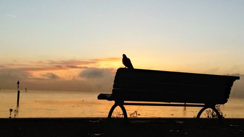 Silhouette bird on shore against sunset sky