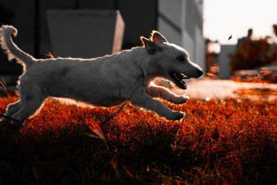 Side view of a dog on field